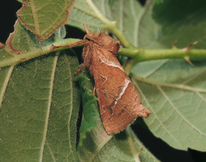 Triodia sylvina Hepialidae